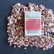 Семена озимого чеснока фото