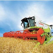 Уборка урожая зерновыми комбайнами, Ковель, Волынская область фото