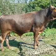 Семя быков-производителей Бурая швицкая порода фото