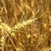 Зерно, зерновые фото