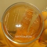 Агар бактериологический Оболенск фото