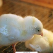 Цыплята Ломан-Браун
