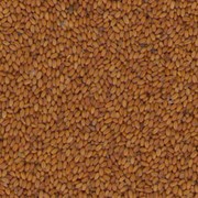 Масличные культуры, Семена рыжика оптом по Низким ценам от производителя. Гарантия фотография