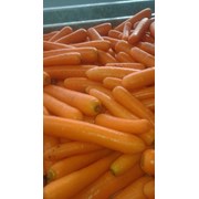Морковь столовая свежая мытая (РБ) фото