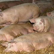 Ветеринарный препарат для промышленного производства свинины Лактобифадол фото