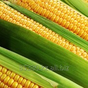 Кукуруза фото