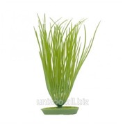 Растение зеленое Осока Hairgrass Hagen Marina (Хаген) 20см