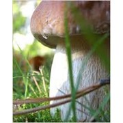Белый гриб класс 2 фото