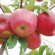 Яблоки сорт Ред Делишес