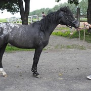 Лошадь Забайкальская курчавая фото