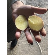 Продам элитный семенной картофель оптом фото