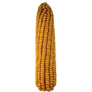 Семена кукурузы Товтрянский 188 СВ фотография