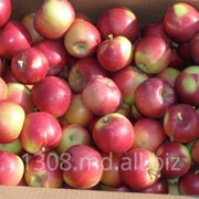Яблоки зимние фотография