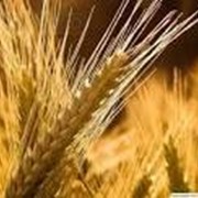 Пшениця озима Міссія Одеська еліта фото