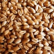 Пшеница обыкновенная фотография