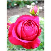 Плетистые саженцы роз Ред Эден Роуз