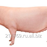 Родительская свиноматка TN70 фотография