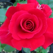 Розы кустарниковые, Роза Виктор Гюго