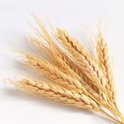 Пшеница фуражная 1 класс, 2 класс