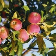 Яблоки мелкоплодные фото