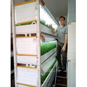 Модуль для выращивания зеленого лука "на перо"
