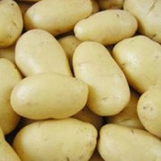 Картофель сортовой, семена картофеля Солара