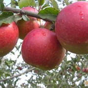 Саженцы яблонь сортов “Флорина“ , “Либерти“, “Золотой поток“ фото