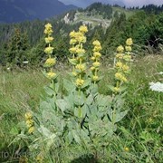 Горечавка желтая (Gentiana lutea, Great Yellow Gentian) трава 100 грамм фото