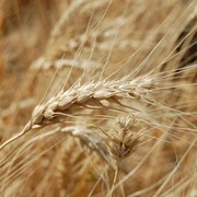 Продажа зерновых как на рынке Украины, так и за ее пределами