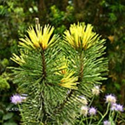 Сосна скрученная Тэйлорс Санберст (Pinus contorta 'Taylors Sunburst') фото