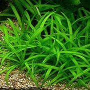 Аквариумное растение Эхинодорус нежный фото