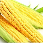 Кукуруза продовольственная оптом от производителя