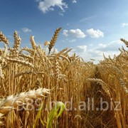 Пшеница купить,продать,Цена на пшеницу в Молдове фото