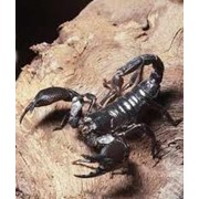 Скорпионы фото