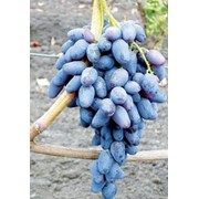 Саженцы винограда раннего фото