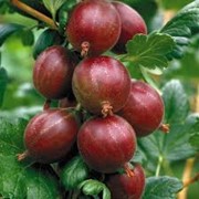 Крыжовник Ribes uva-crispa Czerwony Triumf рост 80 – 100 фотография