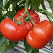 Семена томатов F1 Монро фото