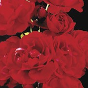 Саженцы роз Лили Марлен фотография