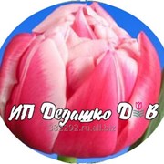 Тюльпан Columbus (Коламбус) фото