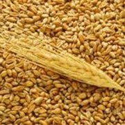 Пшеница луговая