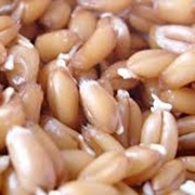 Семена озимой пшеницы сорт Смуглянка
