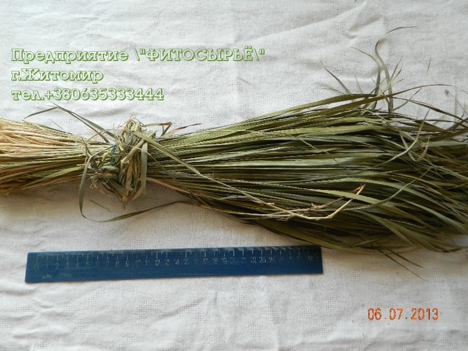 Оренбург Купить Семена Травы Зубровки