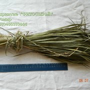 Зубровка душистая Hierochloe odorata, Sweeetgrass. grass, Зубровка (Hierochloe) Чаполоч
