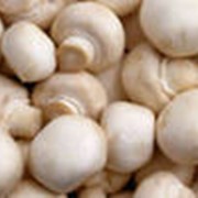 Закупка грибов консервированных,маринованных фото