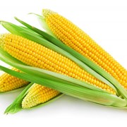 Семена кукурузы сорт ПР38И34 фото