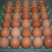 Инкубационное яйцо куриное порода Кучинская Юбилейная