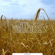 Продажа пшеницы озимой купить Украина