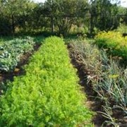 Выращивание овощных культур фото