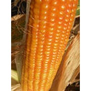Кукуруза гибридная MTI 230