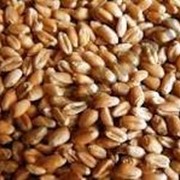 Пшеница 4- 5 класс,пшеница,пшеница цена,пшеница купить